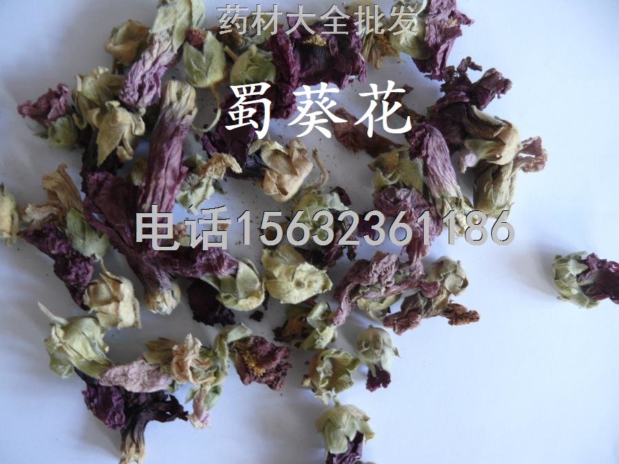 蜀季花蜀葵花.JPG